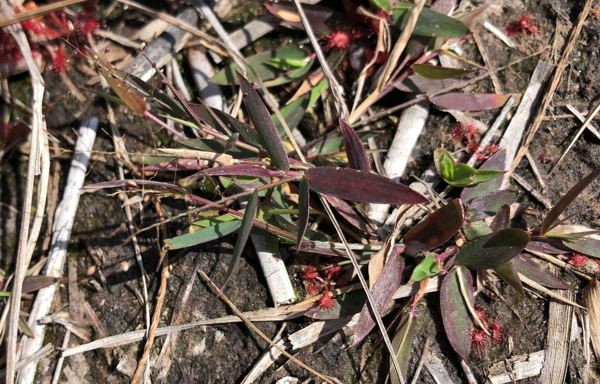 Image of Rough Rosette Grass