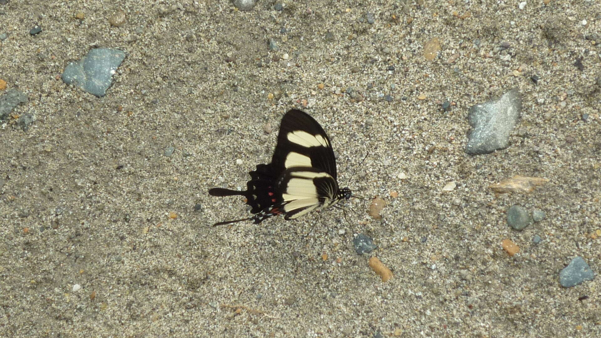 Sivun Papilio torquatus Cramer (1777) kuva