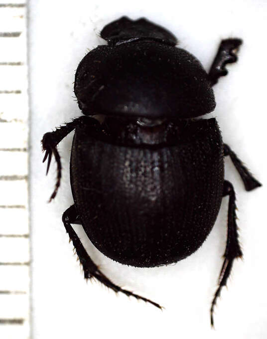 Слика од Hamonthophagus depressus (Harold 1871)