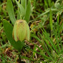 Image de Fritillaria graeca subsp. thessala (Boiss.) Rix
