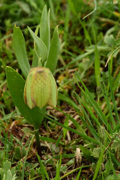 Fritillaria graeca subsp. thessala (Boiss.) Rix的圖片