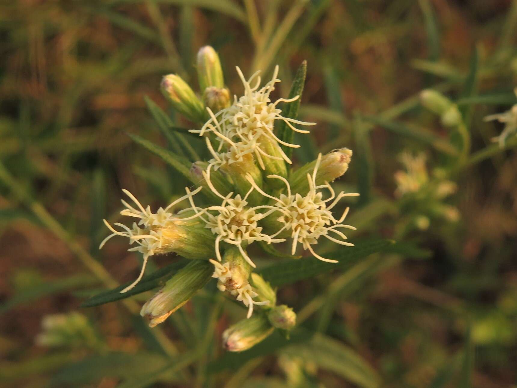 Image de <i>Brickellia <i>eupatorioides</i></i> var. eupatorioides