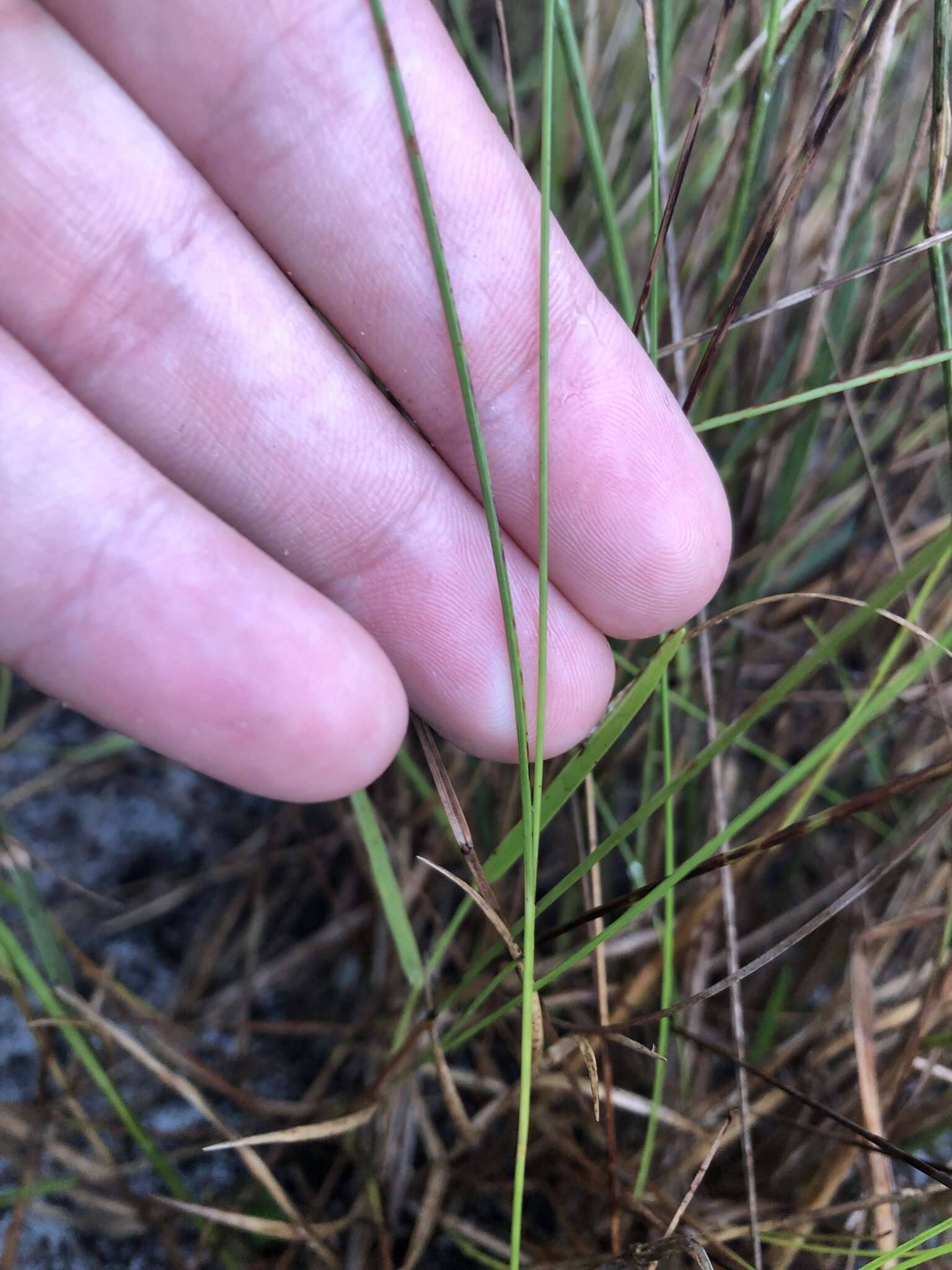 Scleria georgiana Core的圖片