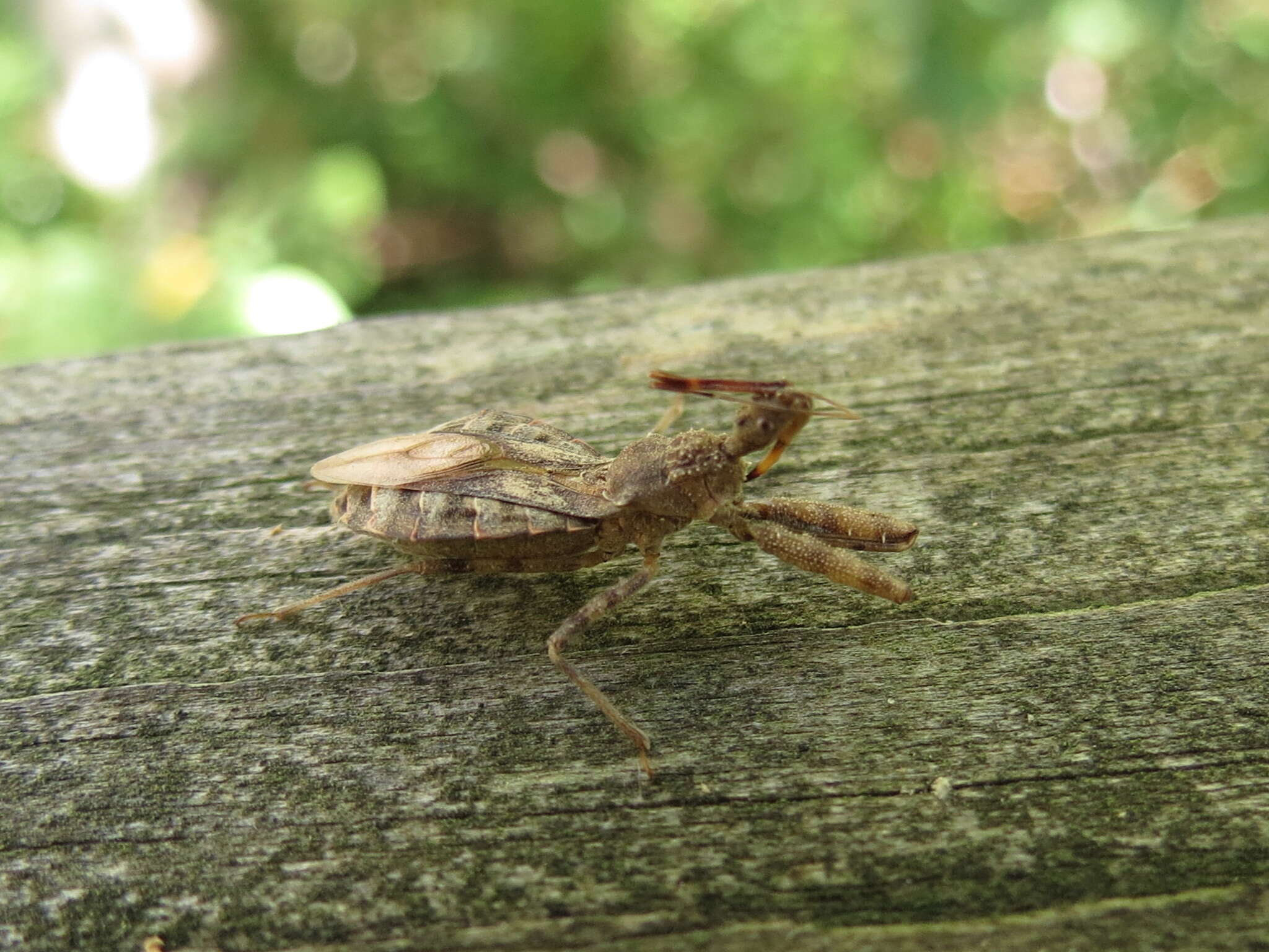 صورة Acholla multispinosa (De Geer 1773)