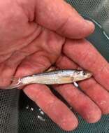 Image of Plains minnow