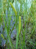 Image of beaked sedge