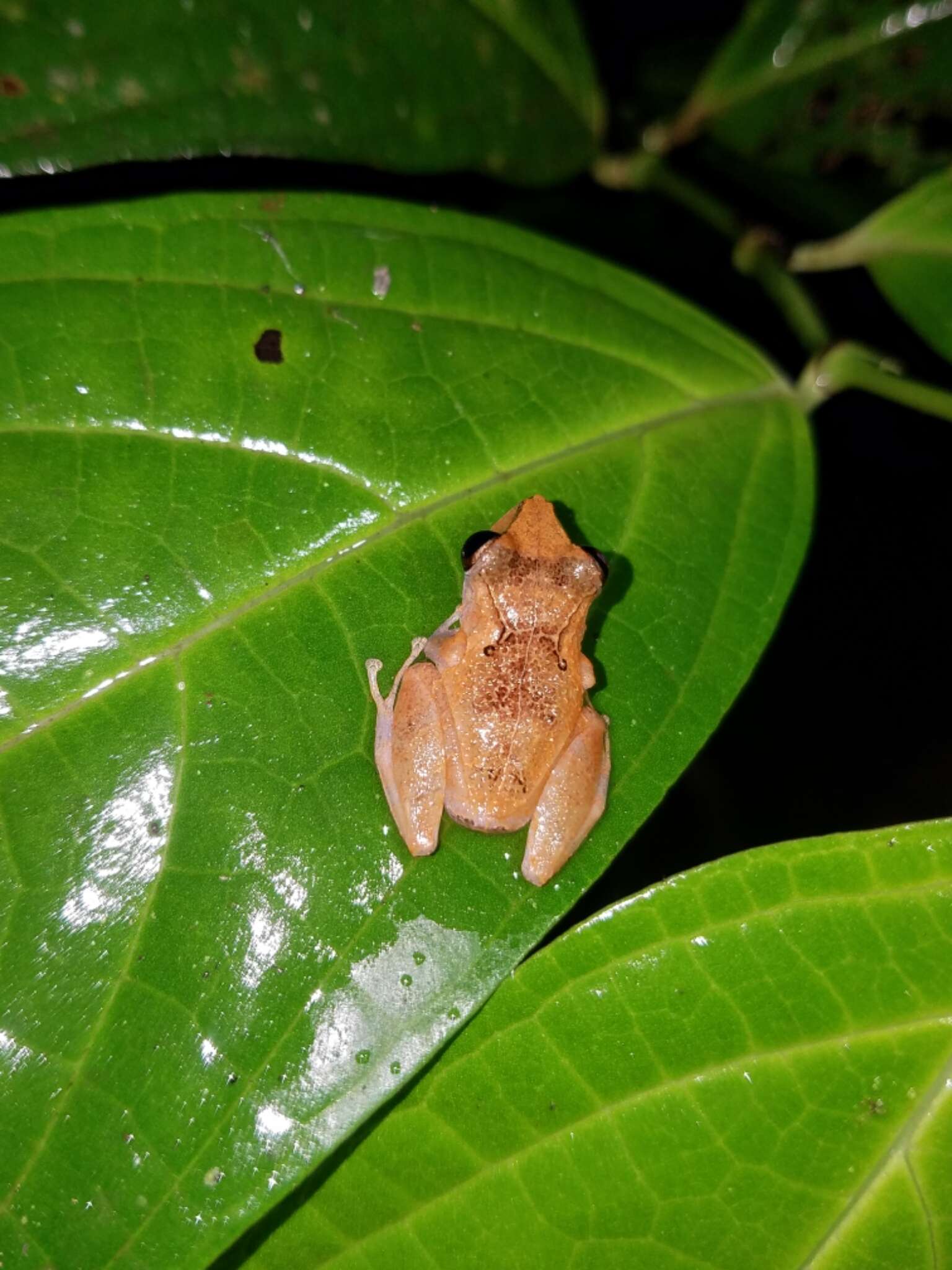 Image of Pristimantis kichwarum Elmer & Cannatella 2008