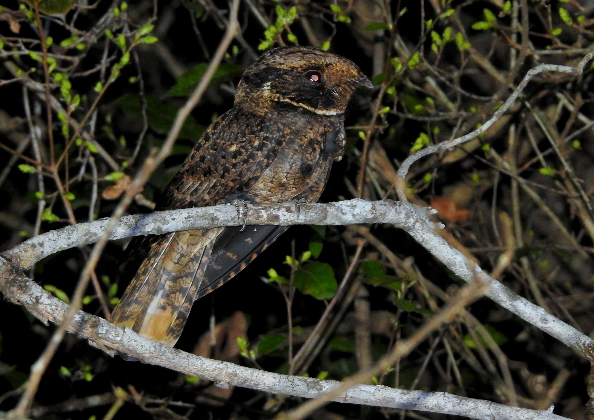 Image of Rufous Nightjar