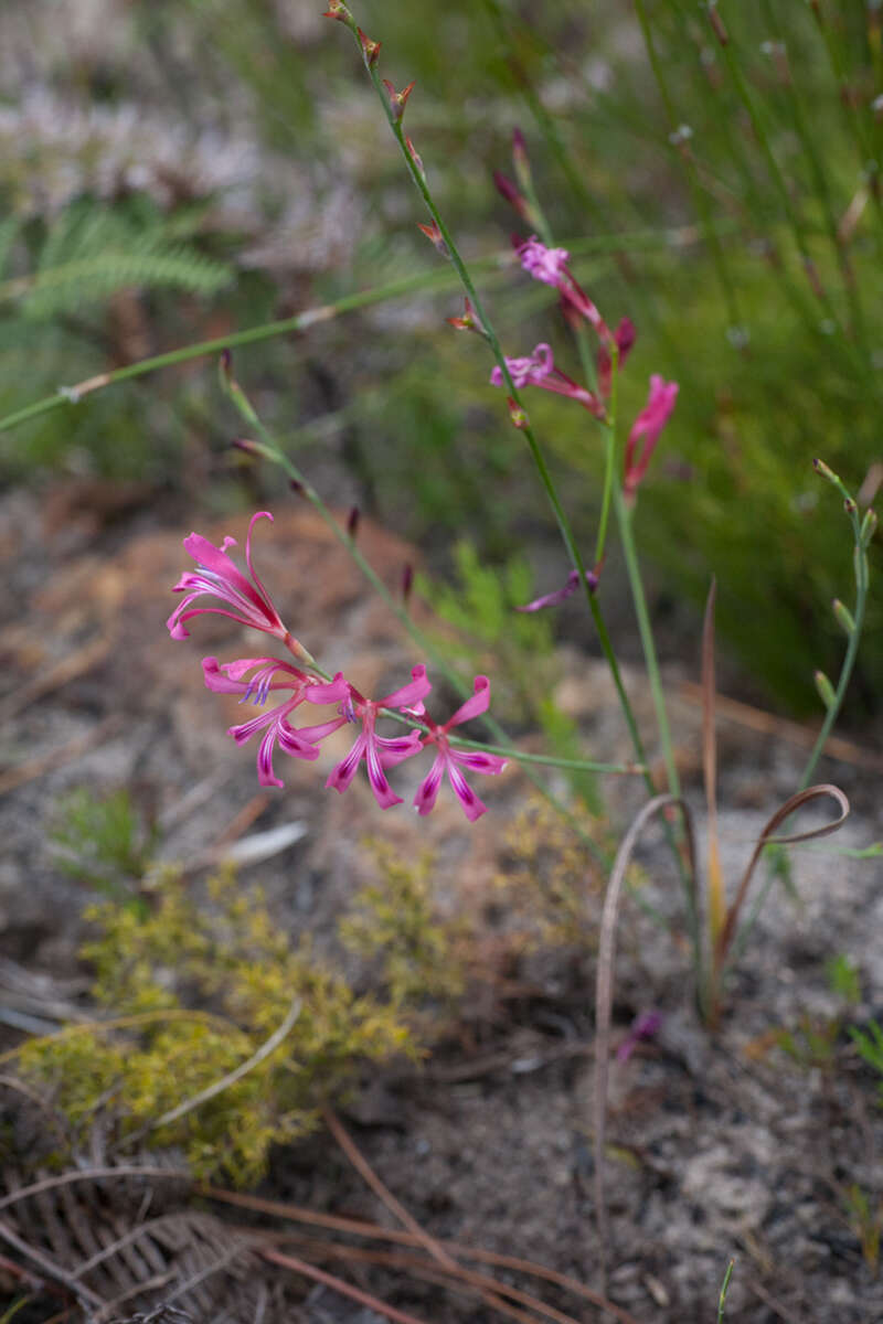 Image of Tritoniopsis ramosa (Klatt) G. J. Lewis