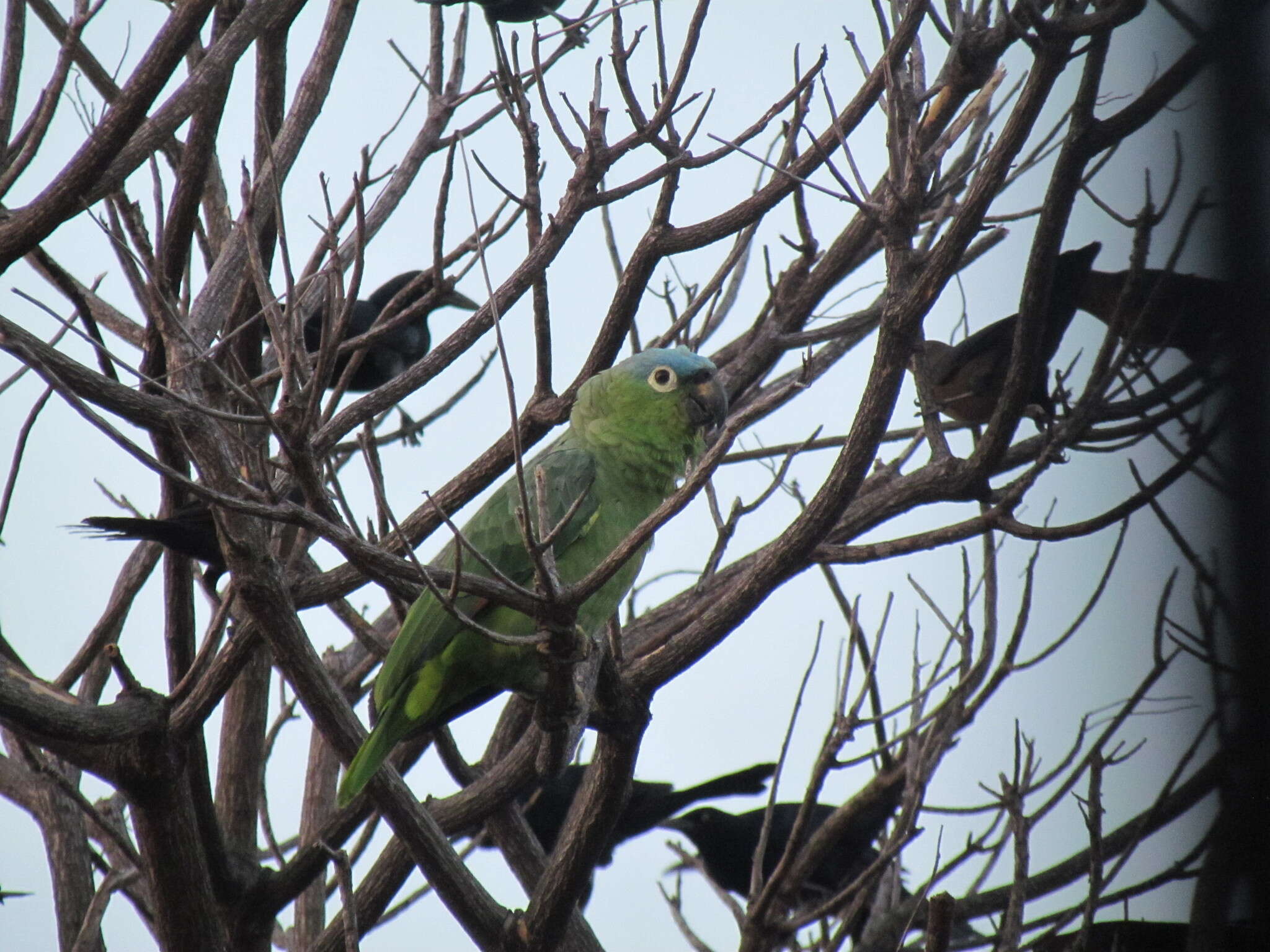 Image de Amazone poudrée