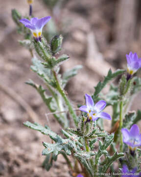 Image of Nevada gilia