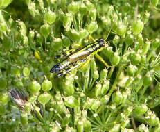 Image of Long-winged Mountain Grasshopper