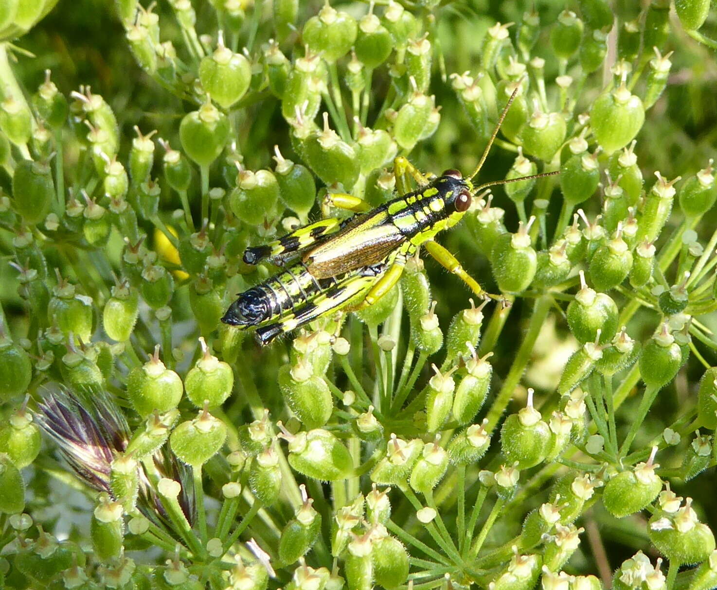 Image of Long-winged Mountain Grasshopper