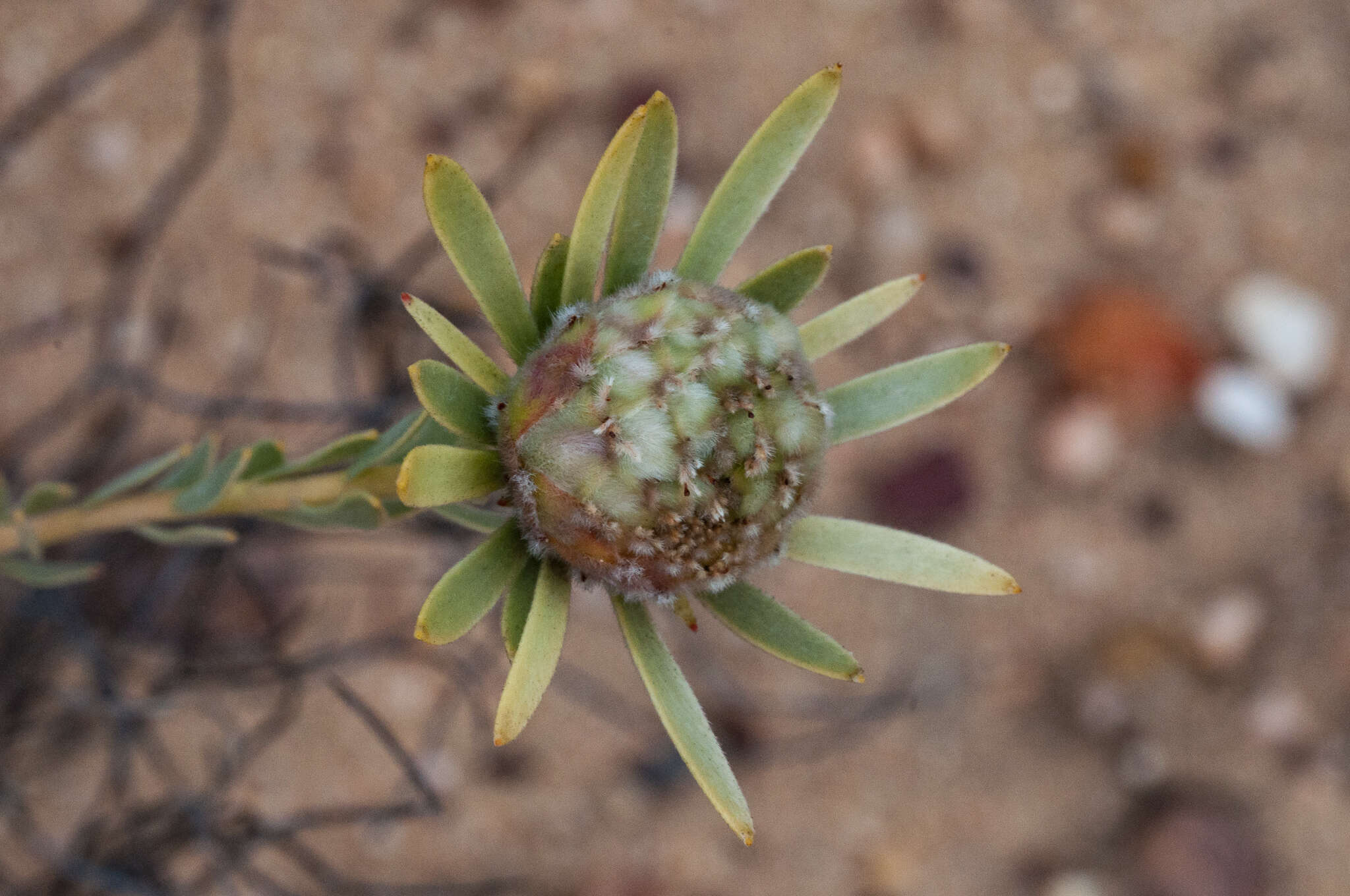 Image de Leucadendron nitidum Buek ex Meissn.