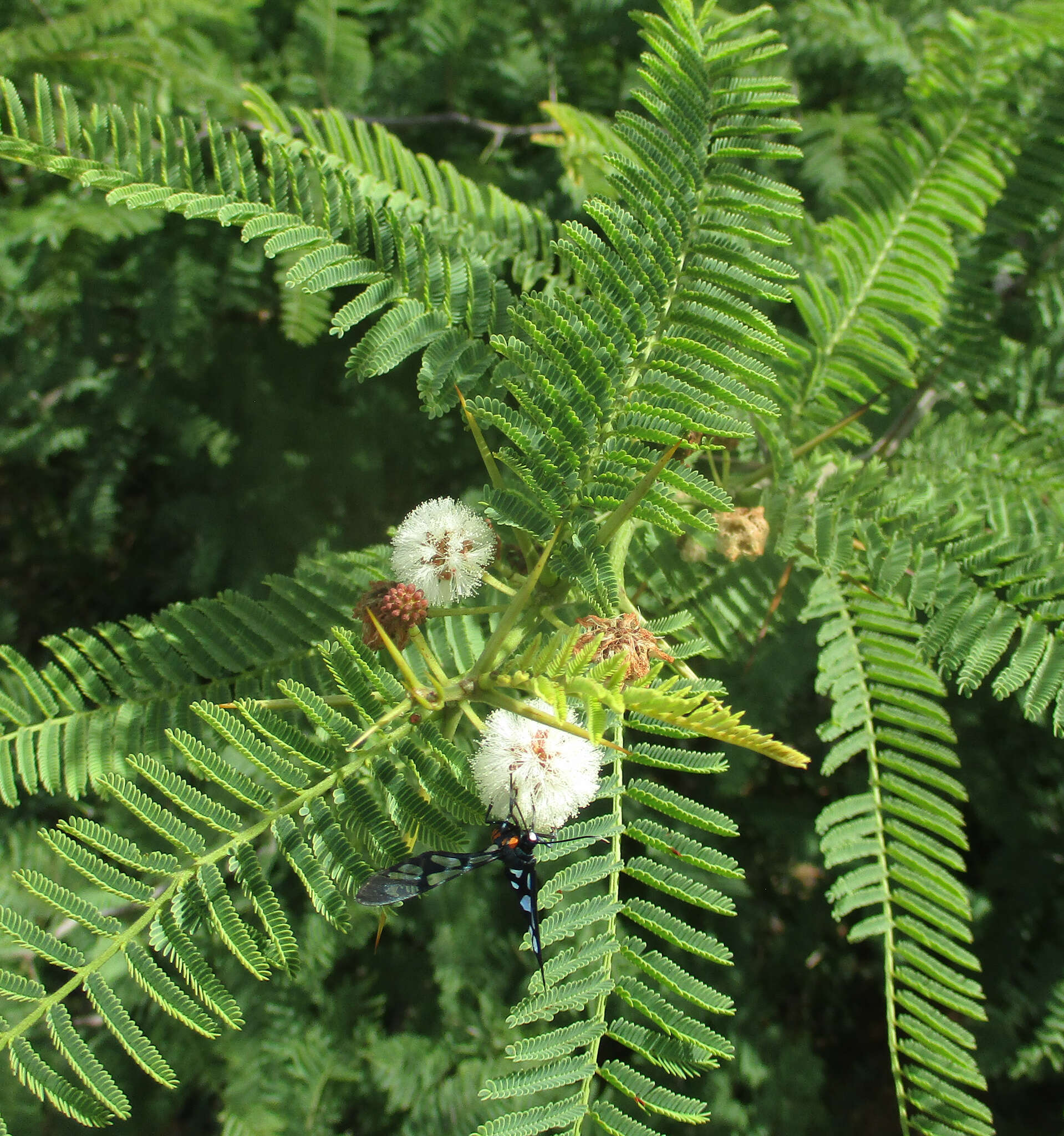 Слика од Vachellia arenaria (Schinz) Kyal. & Boatwr.