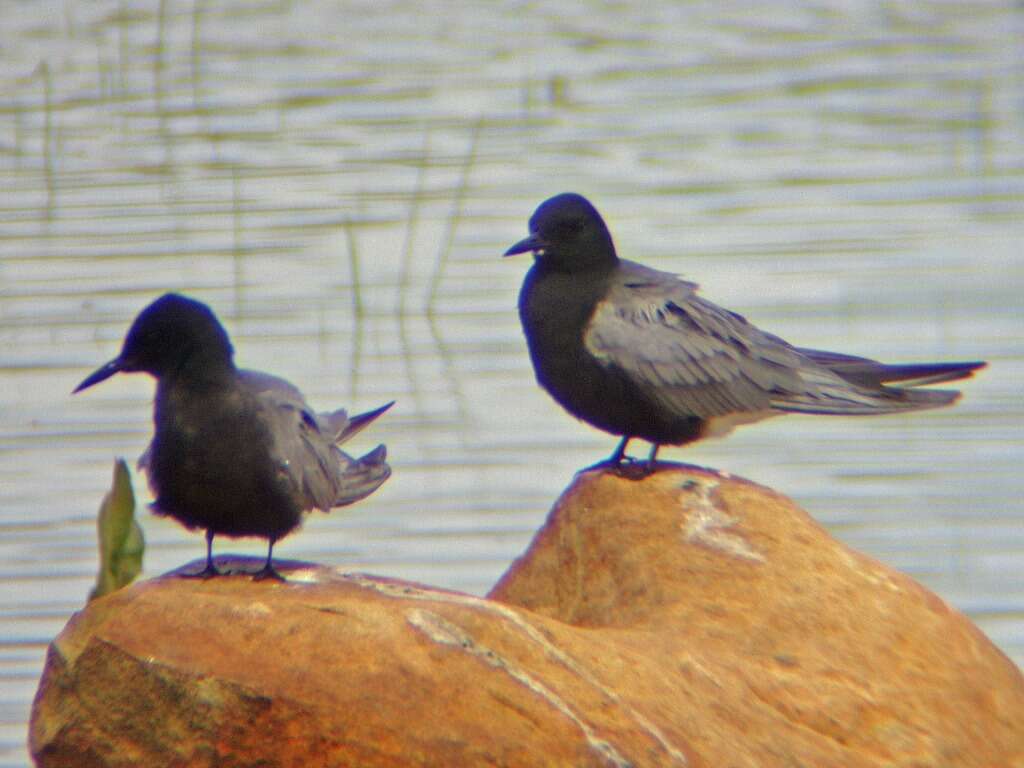 Image of Black Tern