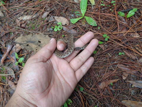 Image of Mexican Brown Snake