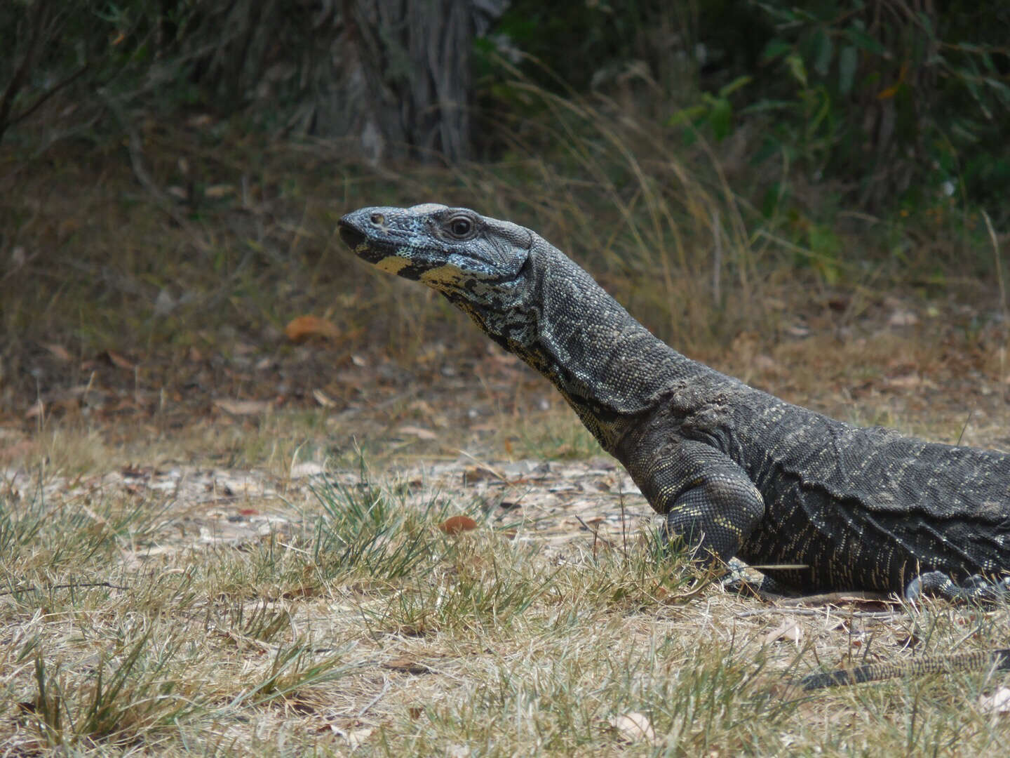 Image of Lace Monitor