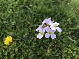 Image of cuckoo flower