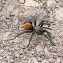 Image of Aphonopelma peloncillo Hamilton, Hendrixson & Bond 2016