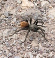 Image de Aphonopelma peloncillo Hamilton, Hendrixson & Bond 2016