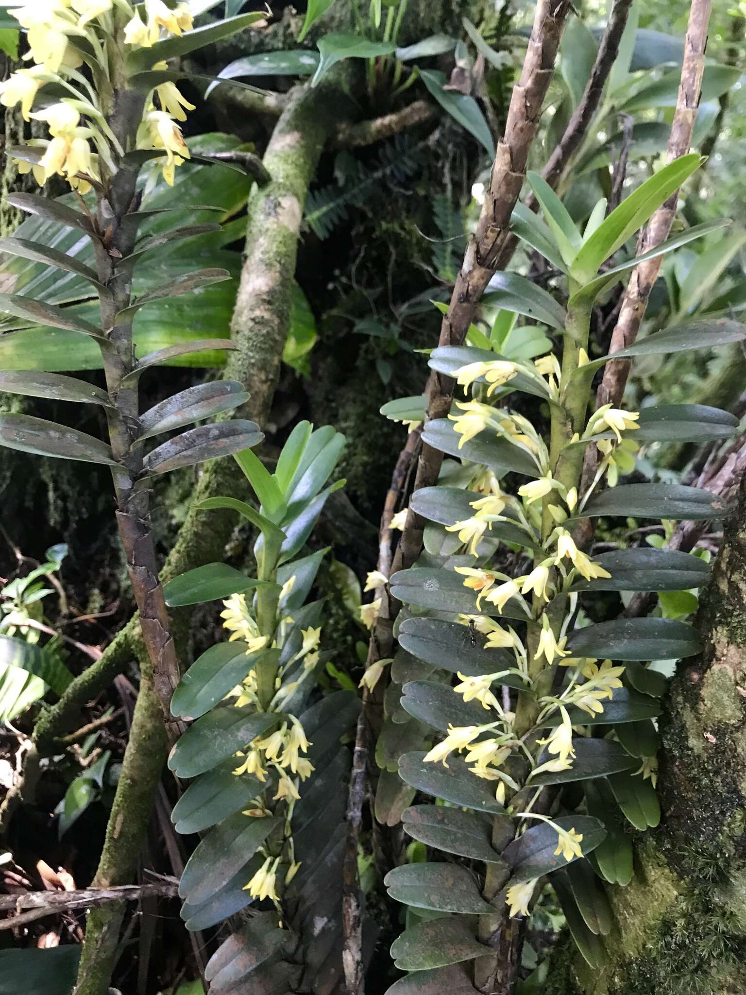 Image of Maxillaria fragrans J. T. Atwood