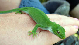 Image of Nelson green gecko