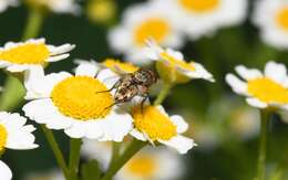 صورة Miltogramma punctata Meigen 1824