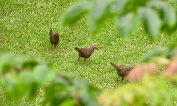 Image of Buffy-crowned Wood Partridge