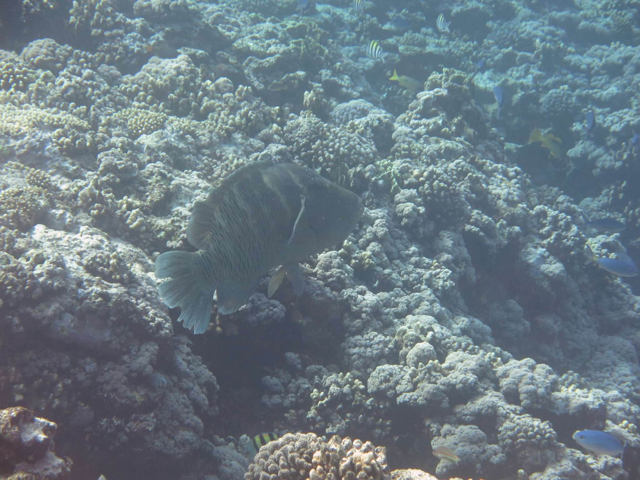 Image of Giant Wrasse