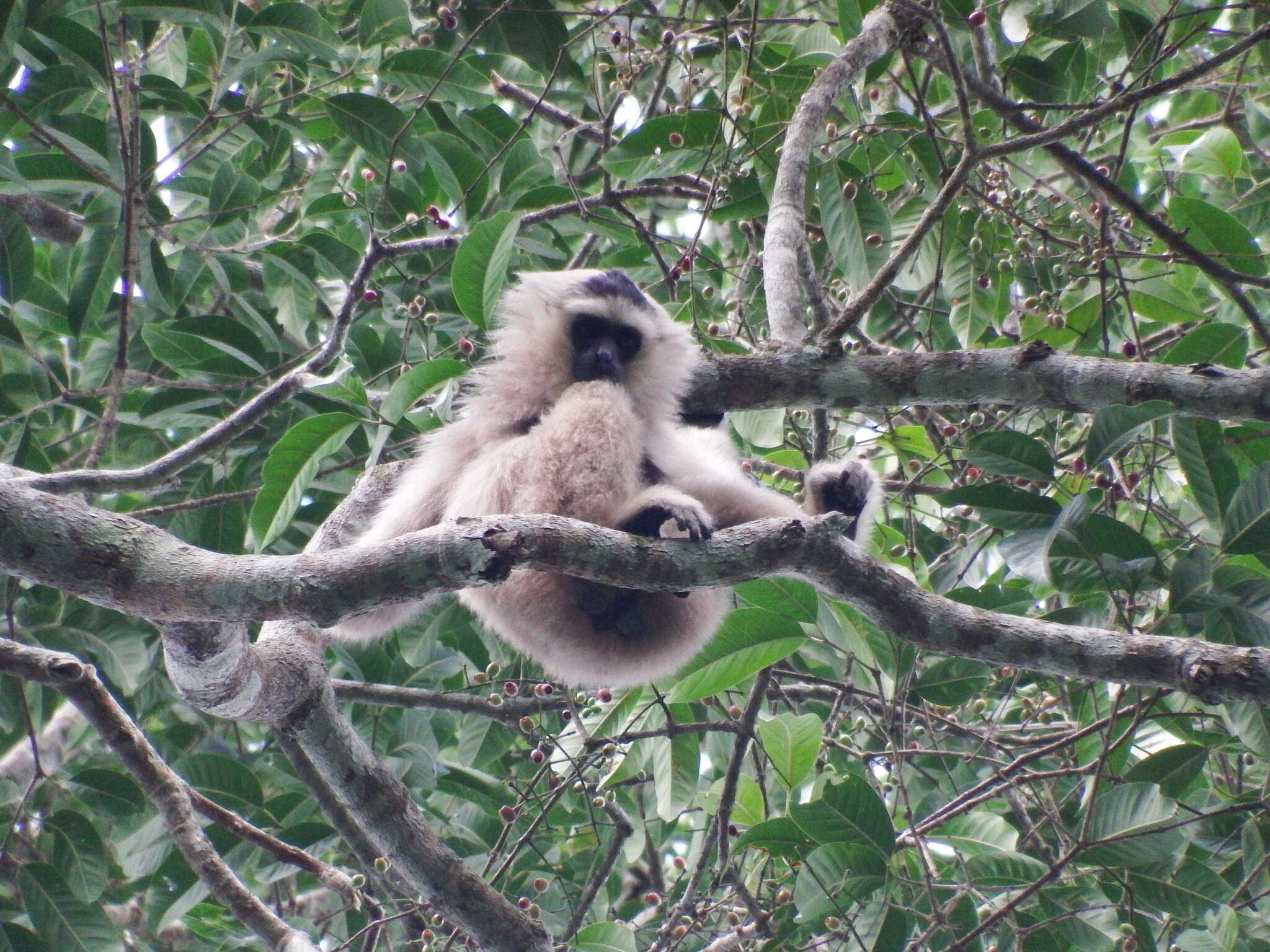 Image of Capped Gibbon