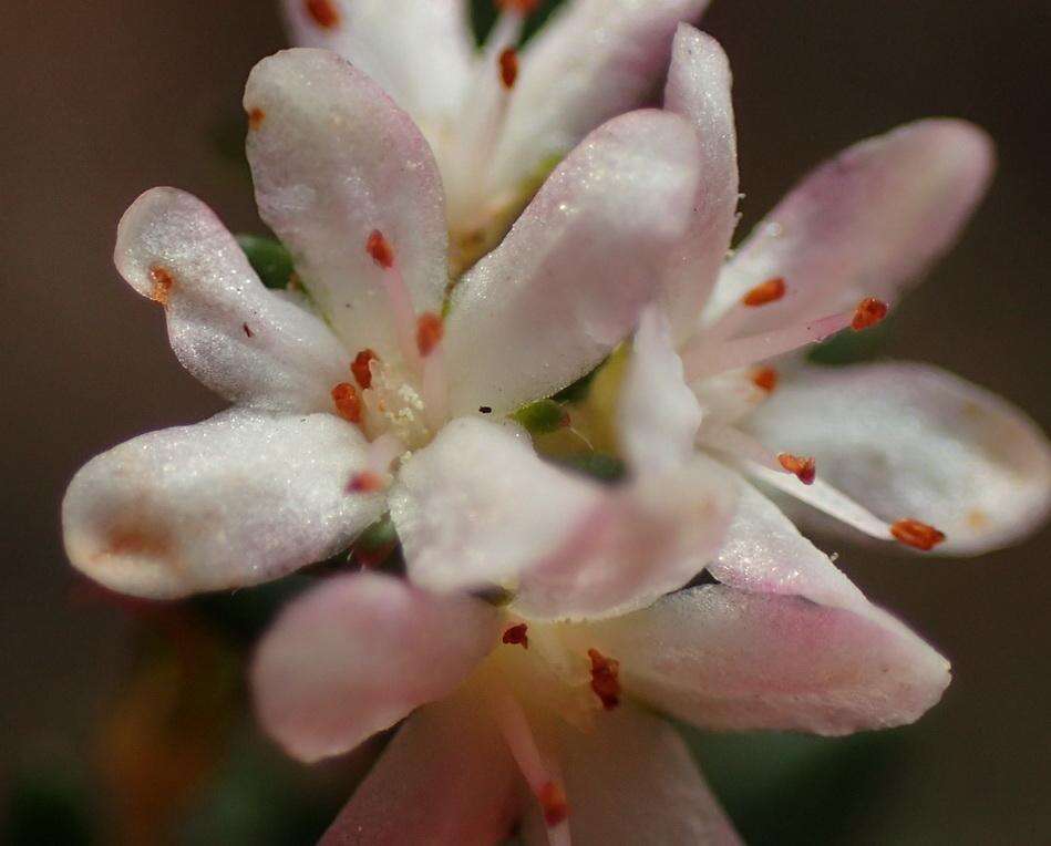 Image of Agathosma planifolia Sond.