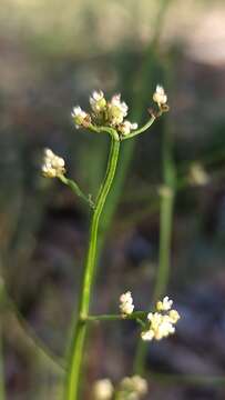 Image of Platysace filiformis (Bunge) C. Norman