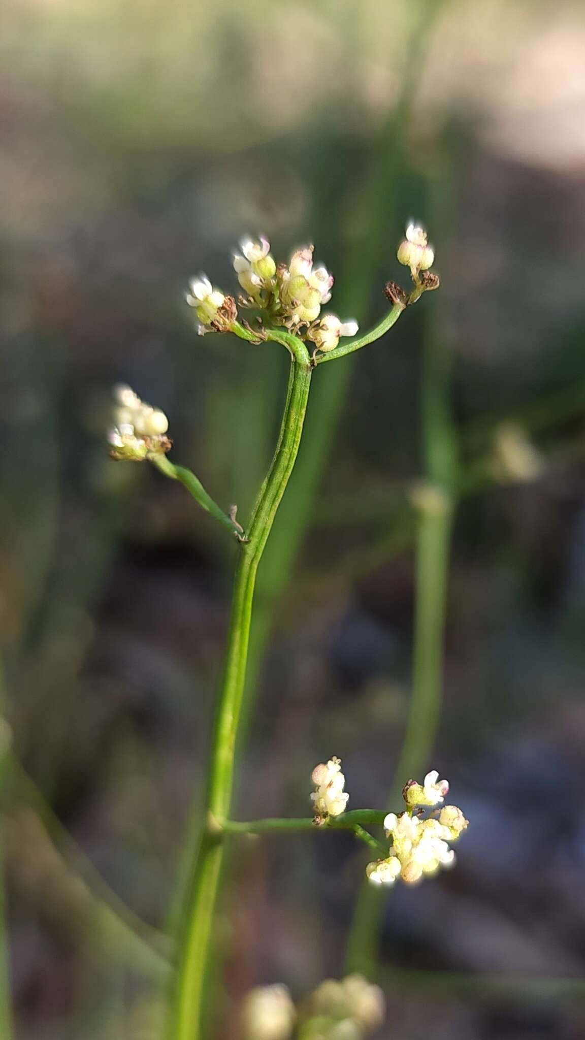 Image of Platysace filiformis (Bunge) C. Norman