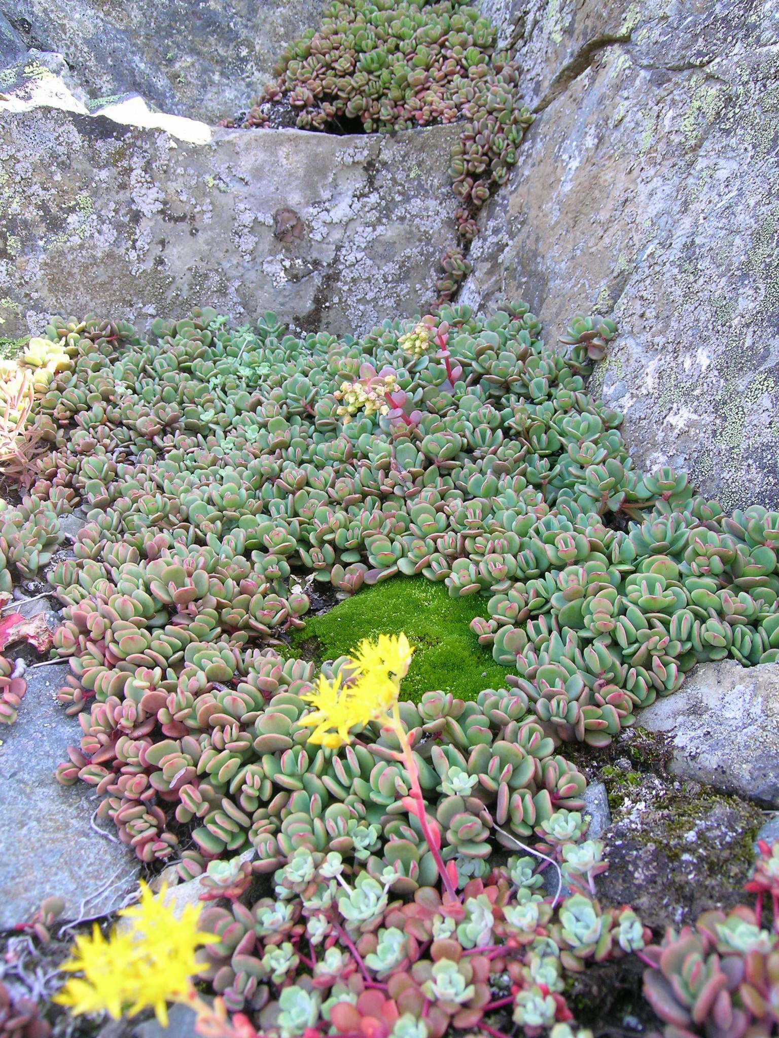 Sivun Sedum oregonense (S. Wats.) M. E. Peck kuva