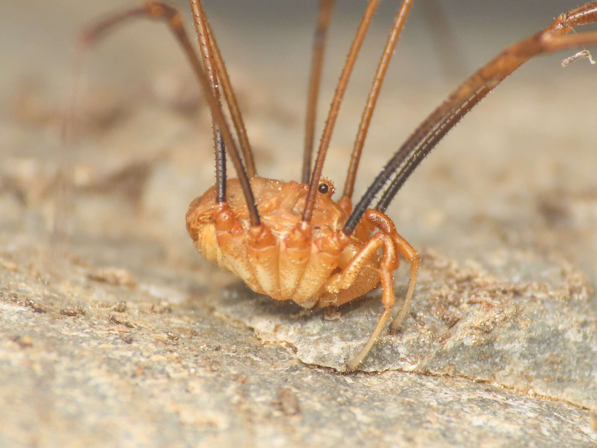 Image of <i>Dasylobus argentatus</i>