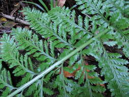 Image of Asplenium bulbiferum Forst.