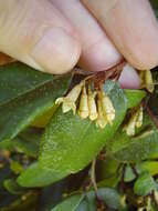 Image of Elaeagnus reflexa E. Morr. & Decne.