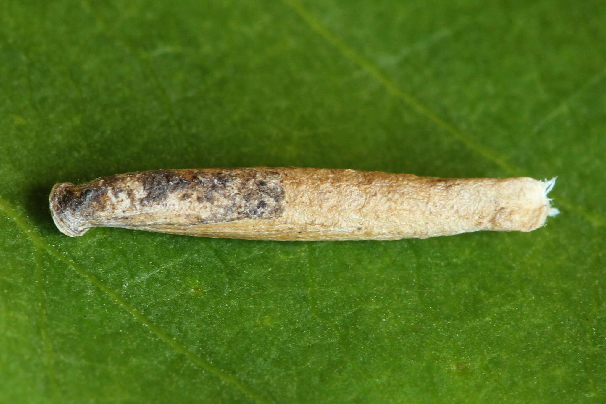 Imagem de Coleophora trochilella Duponchel 1842