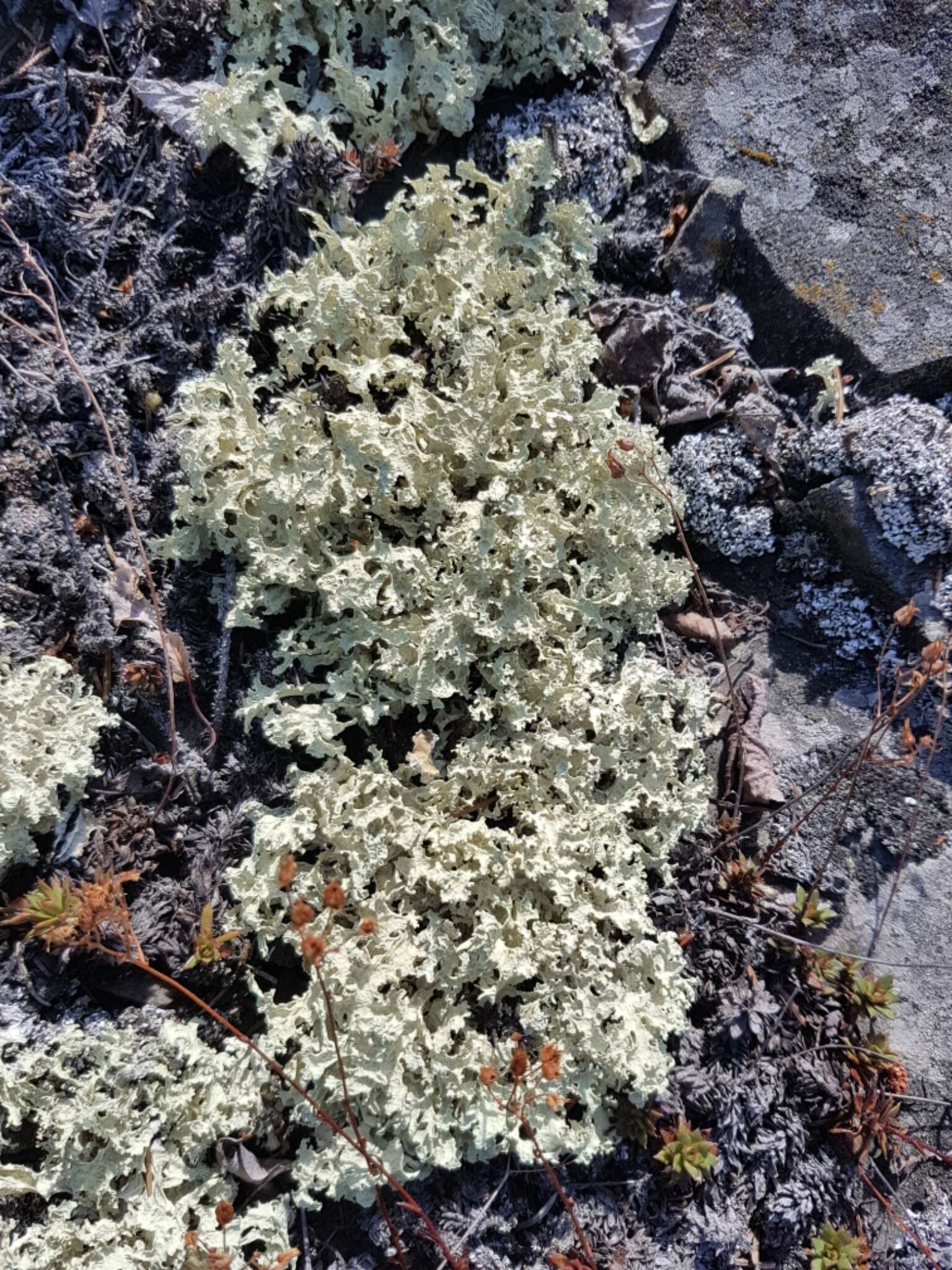 Слика од Flavocetraria nivalis (L.) Kärnefelt & A. Thell