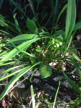 Image of streambank springbeauty