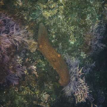 Image of Warty Sea Cucumber