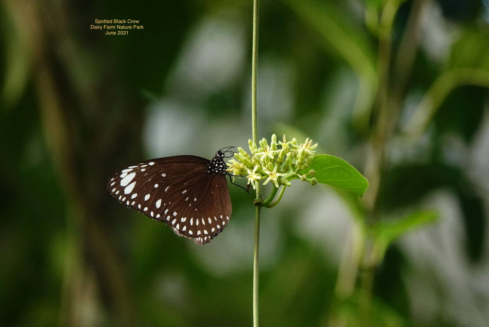 Euploea crameri Lucas 1853的图像