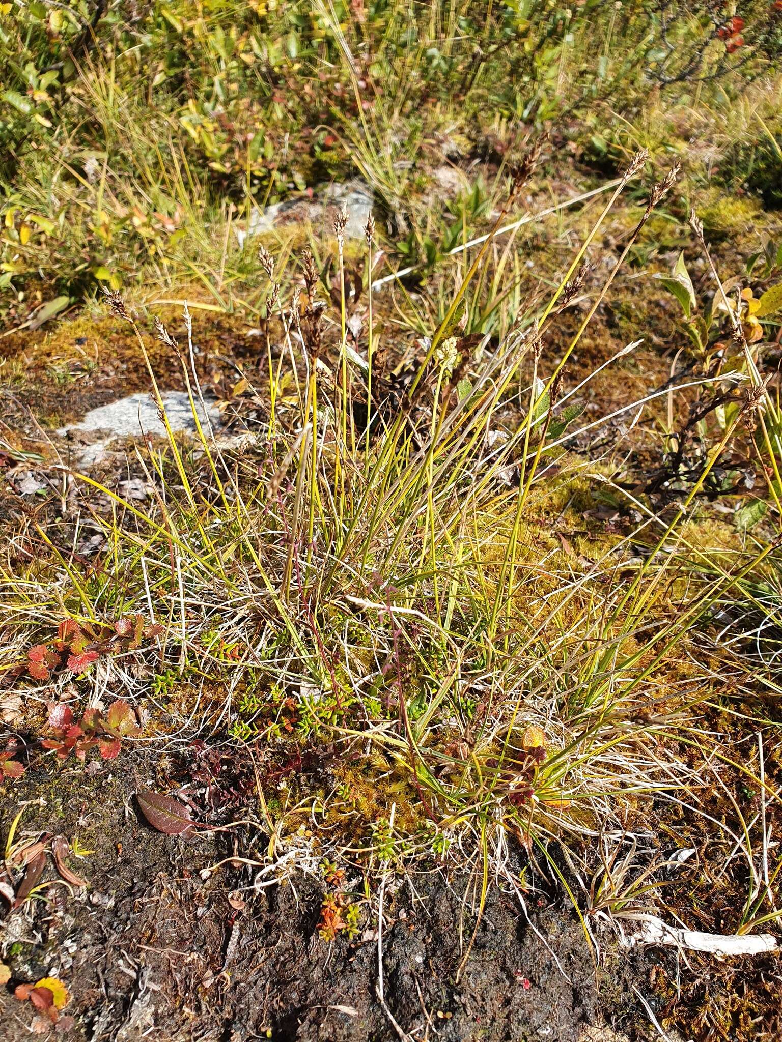 Слика од Carex simpliciuscula Wahlenb.