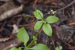 Galium paradoxum Maxim. resmi