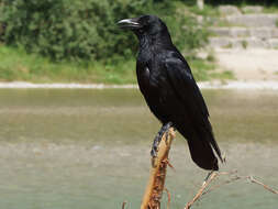 Image of Corvus corone corone Linnaeus 1758