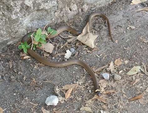 Image of Bocourt's Black-headed Snake