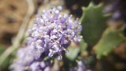 Image of Ceanothus divergens var. occidentalis (Mc Minn) D. O. Burge