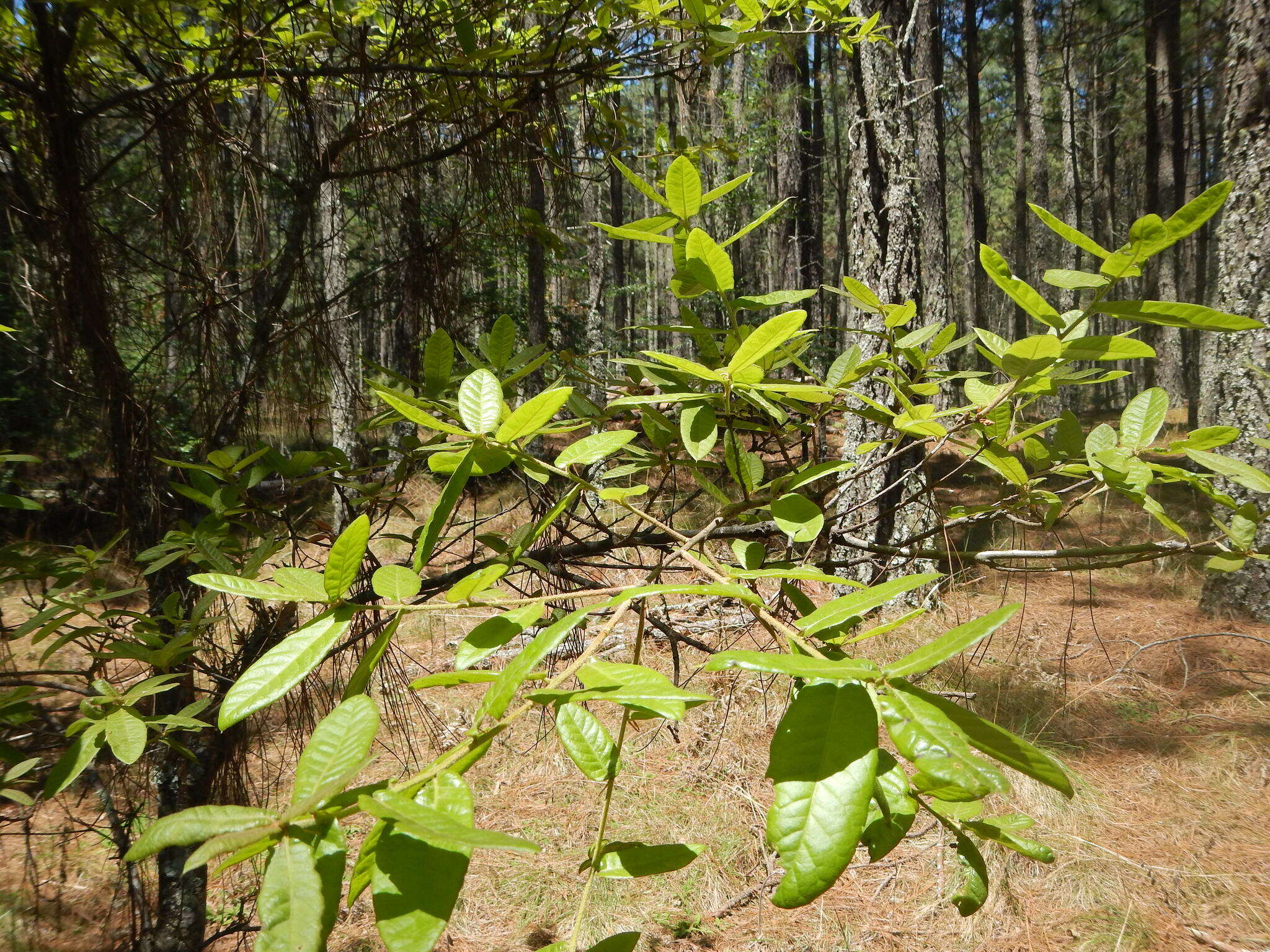 Imagem de Quercus crispipilis Trel.