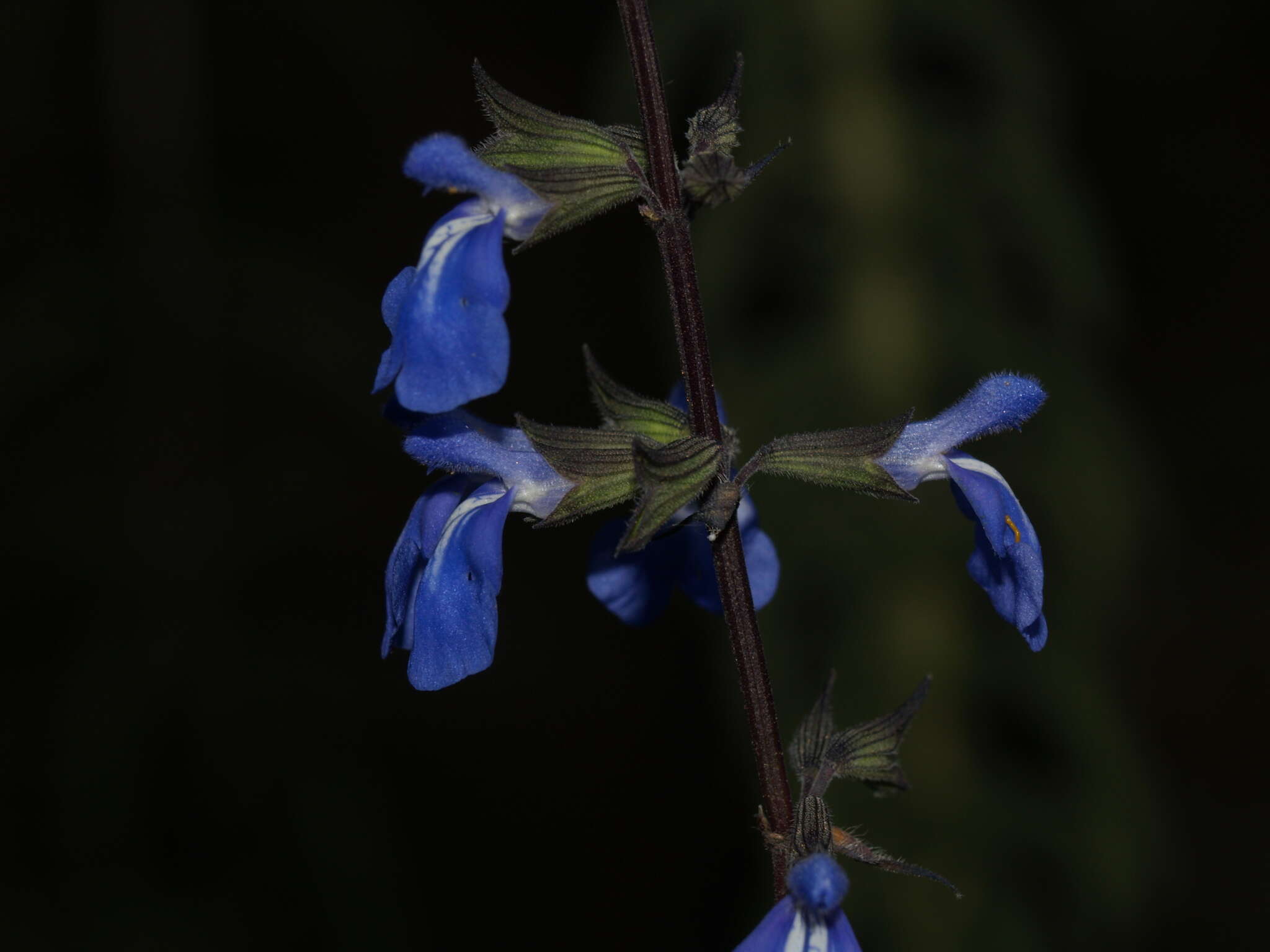 Image of Salvia jaimehintoniana Ramamoorthy ex B. L. Turner